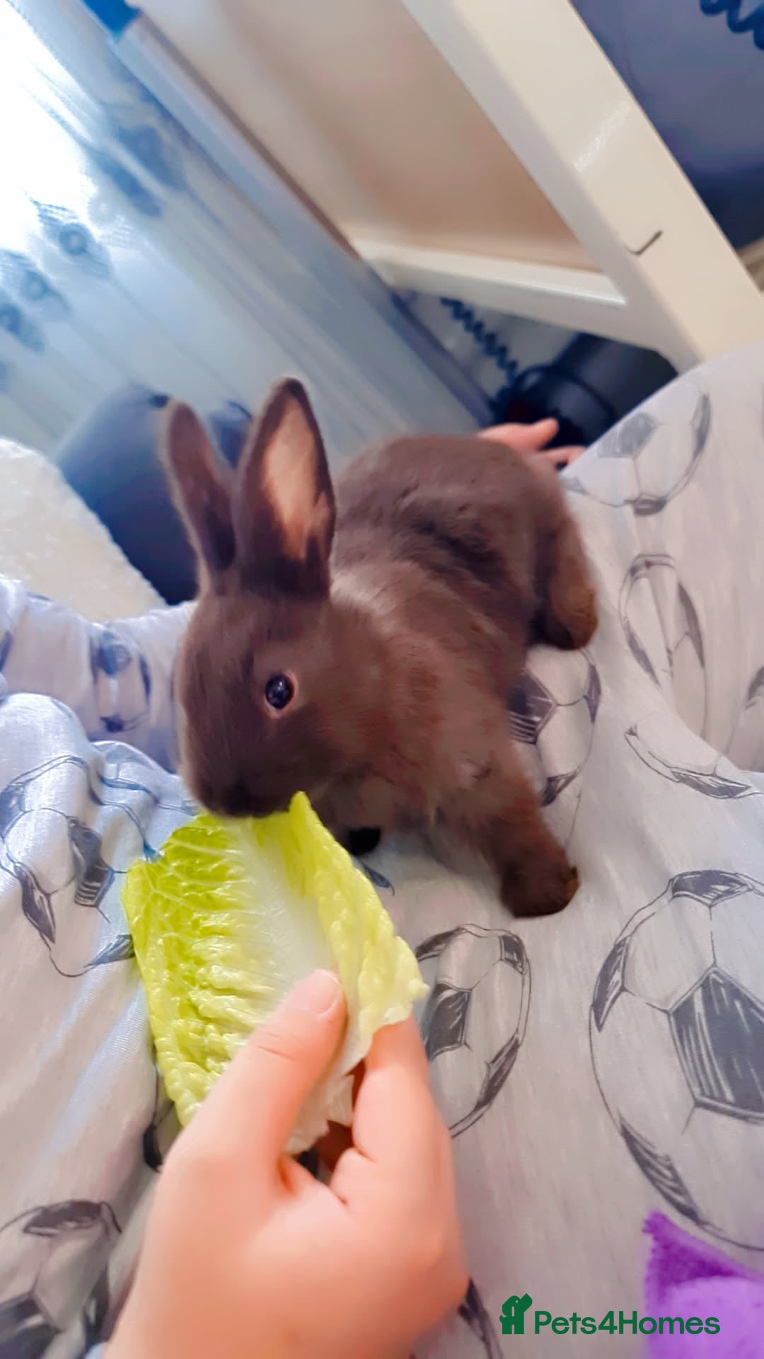 Alaska rabbits for sale: Alaskan rabbits - Advert 9