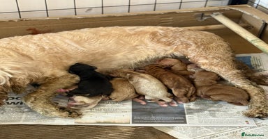 Cockapoo dogs - Advert 3