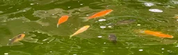 Pond Fish fish for sale: Pond Goldfish in Bedford - Advert 2