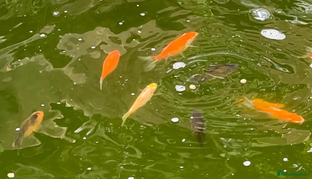 Pond Fish fish for sale: Pond Goldfish in Bedford - Advert 2
