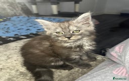 Maine Coon cats for sale: XXL Maine Coon Kittens Double TICA Champion lines  - Image 27