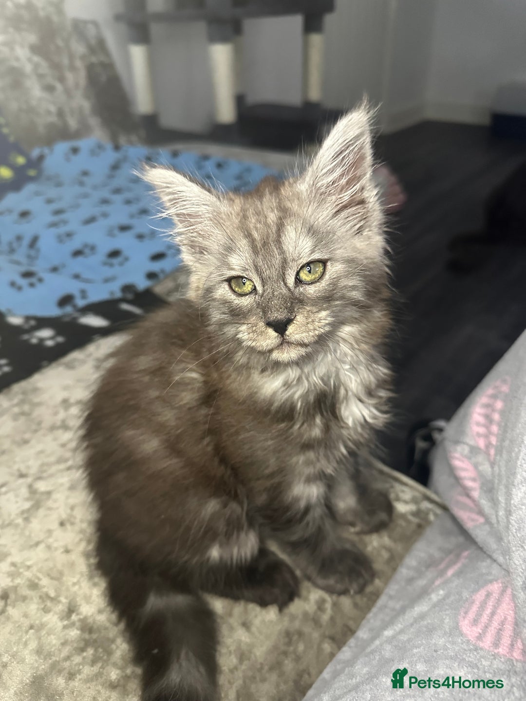 Maine Coon cats for sale: XXL Maine Coon Kittens Double TICA Champion lines  - Image 27