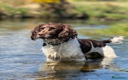 English Springer Spaniel dogs for sale: Springer Spaniel Puppies for sale  - Image 10