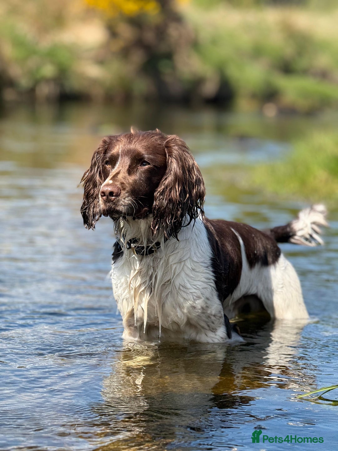 English Springer Spaniel dogs for sale: Springer Spaniel Puppies for sale  - Image 10