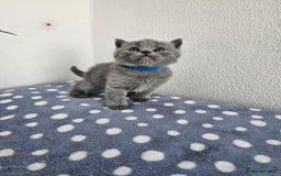 British Shorthair cats for sale: Gccf British Shorthair kittens  - Image 11