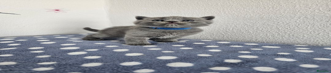 British Shorthair Kitten 3
