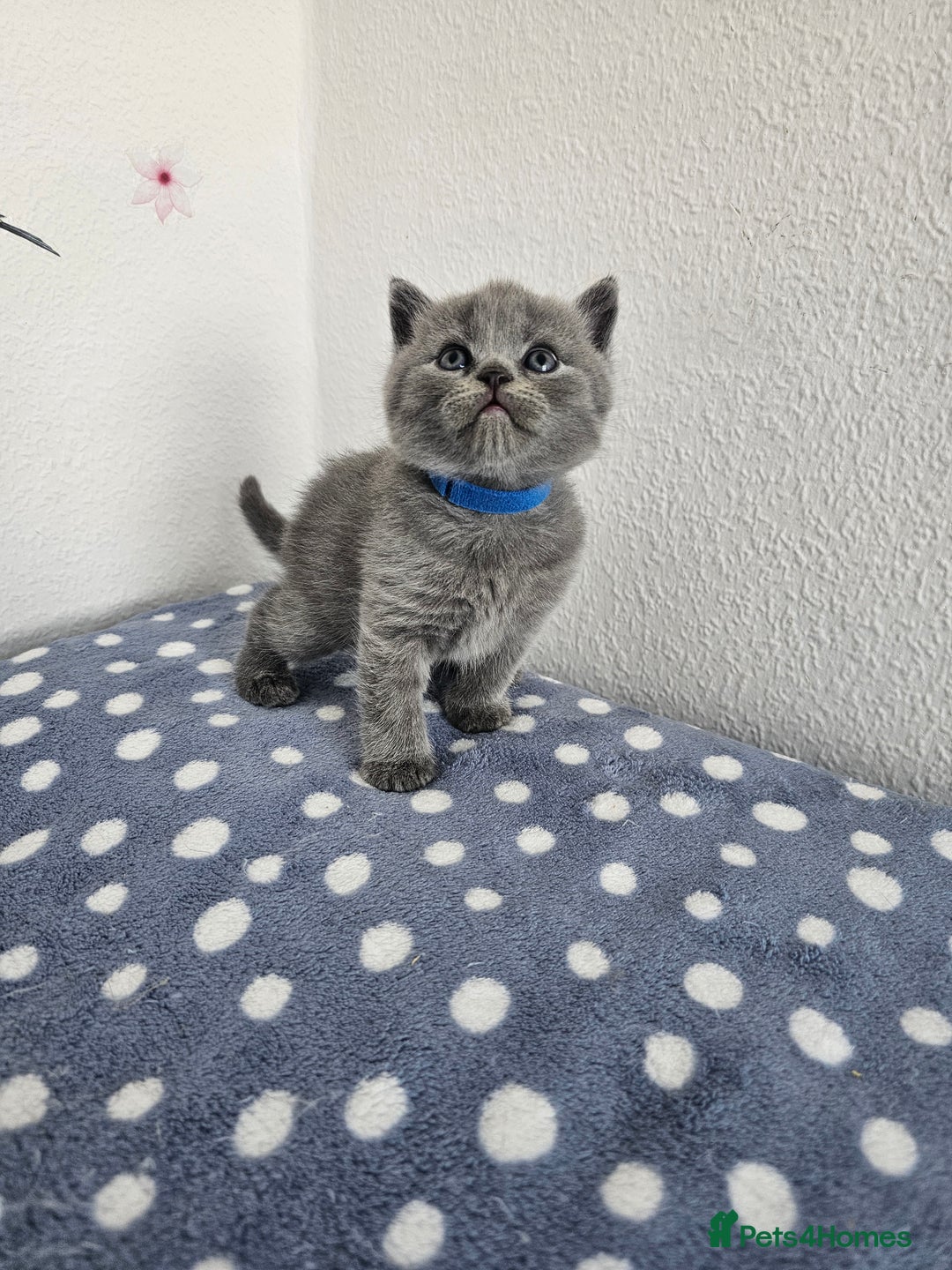 British Shorthair cats for sale: Gccf British Shorthair kittens  - Image 11