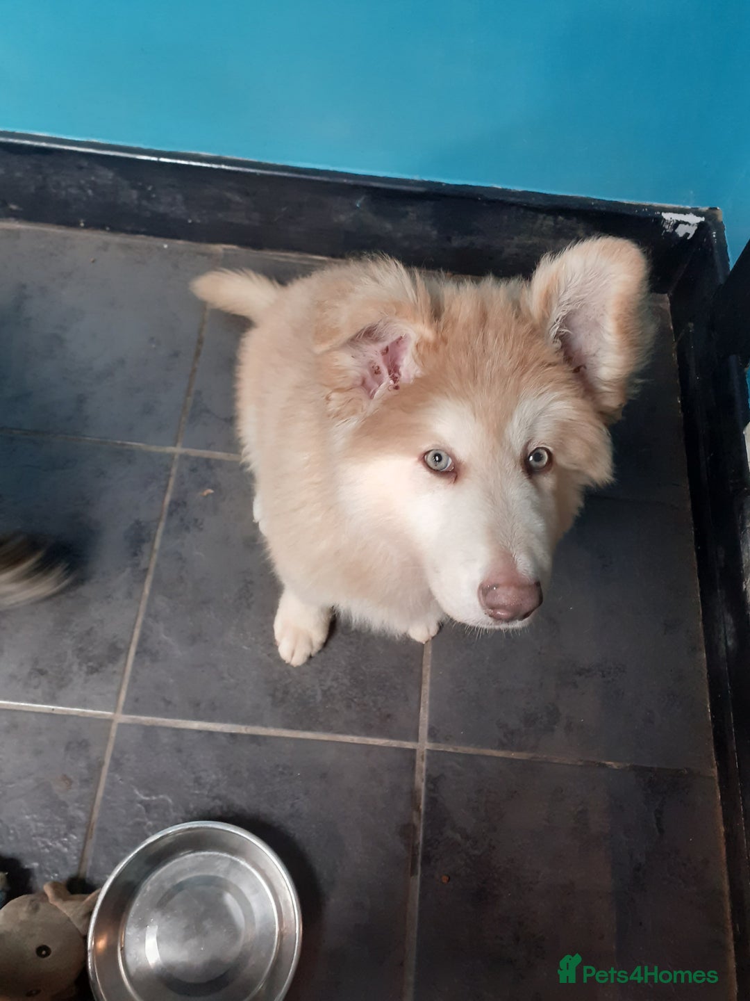 German Shepherd dogs for sale: Gorgeous Panda German Shepherd Girl for Sale - Image 2