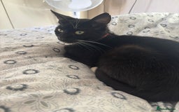 Mixed Breed cats for sale: Beautiful kittens - Image 12