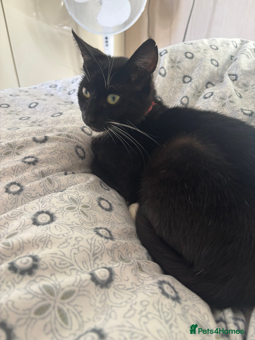 Mixed Breed cats for sale: Beautiful kittens - Image 12