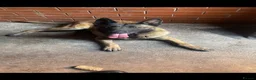 Belgian Shepherd Dog dogs for sale: Ayra  - Advert 2