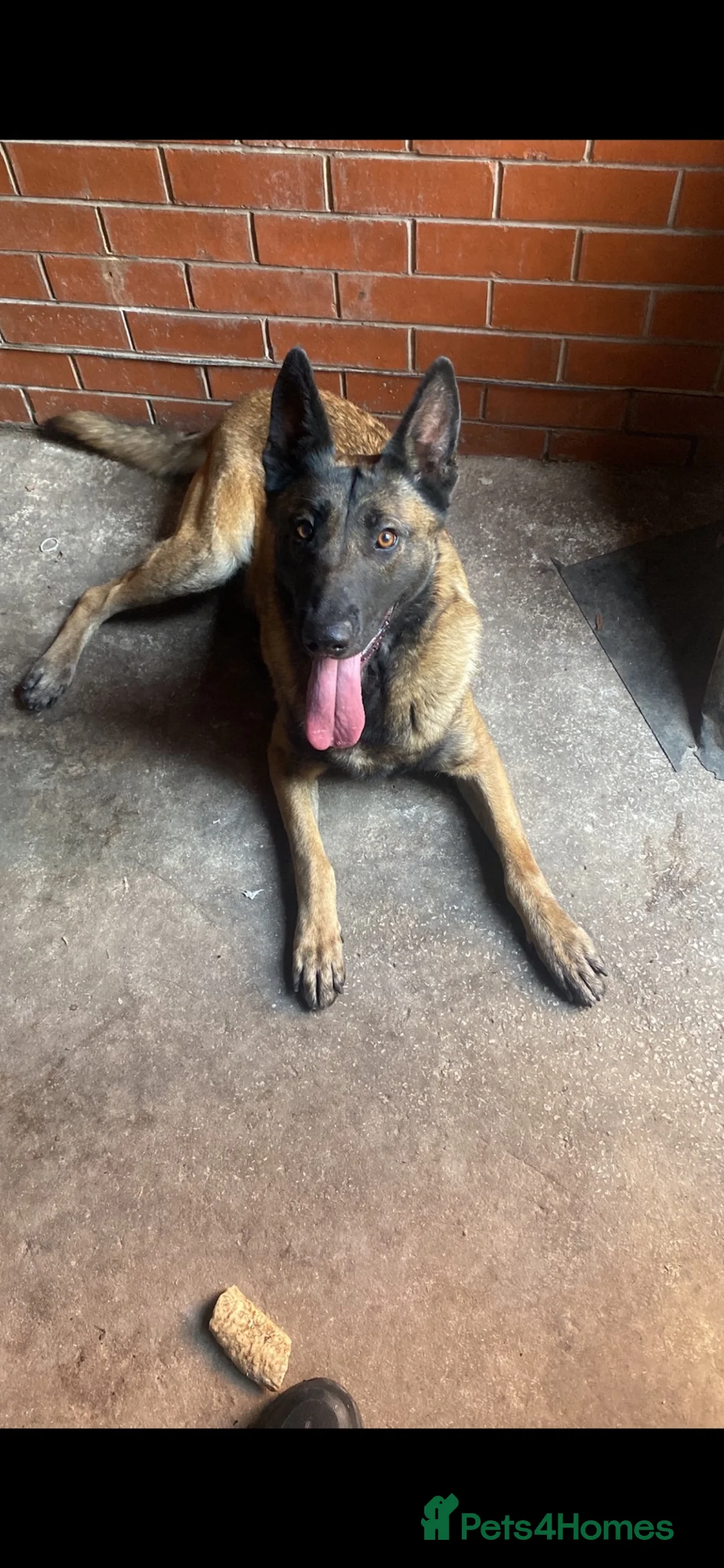 Belgian Shepherd Dog dogs for sale: Ayra  - Advert 2