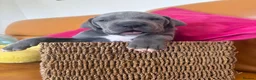 Great Dane dogs for sale: Ready to go! Pedigree blue & black Great Dane Pups - Advert 8