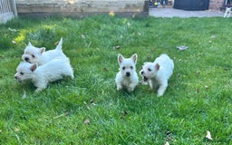 West Highland Terrier dogs for sale: West highland terrier puppies - Image 17