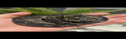 Python Snake reptiles for sale: Ball python snake - Advert 5
