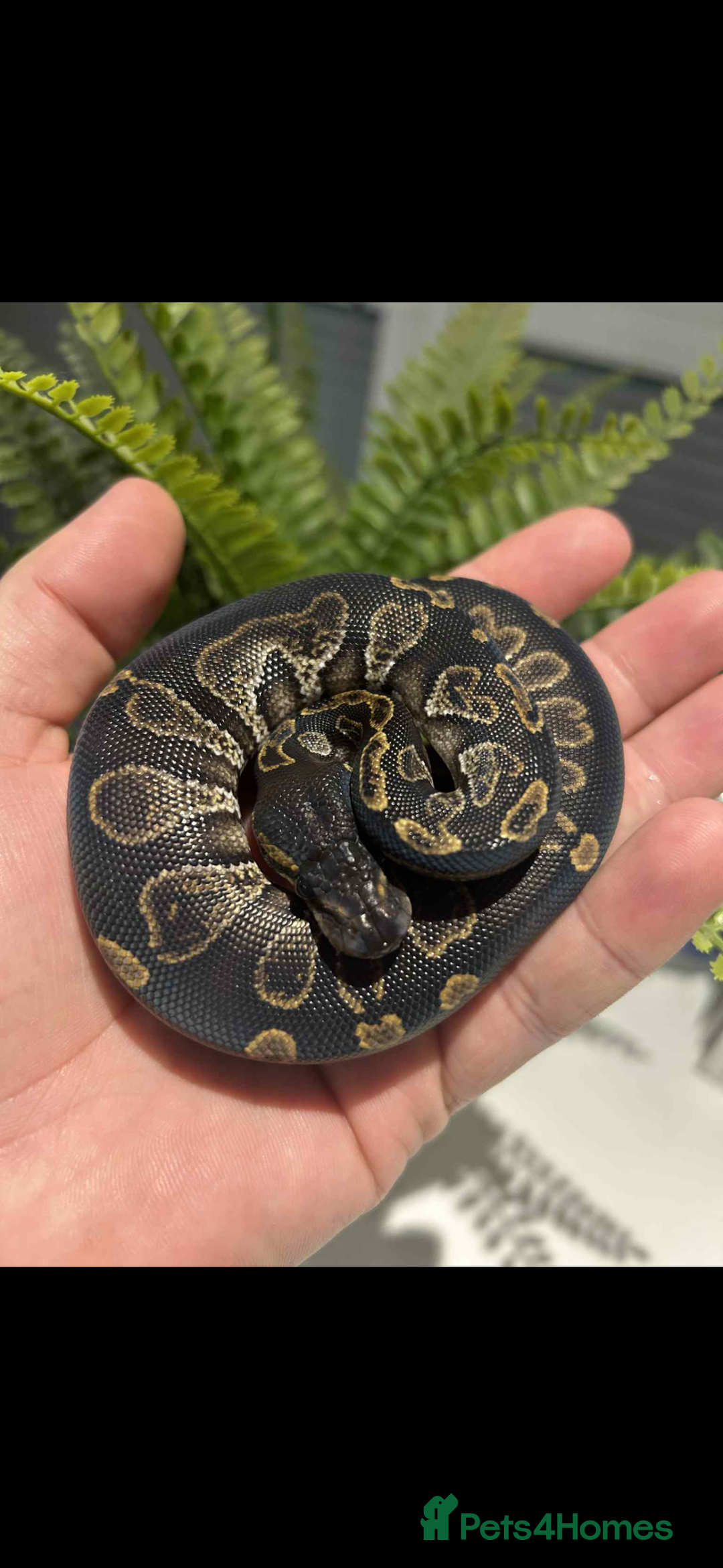 Python Snake reptiles for sale: Ball python snake - Advert 5