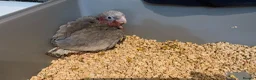 Cockatoo birds for sale: Hand-Raised cockatoo Galah Baby Parrot - Advert 4