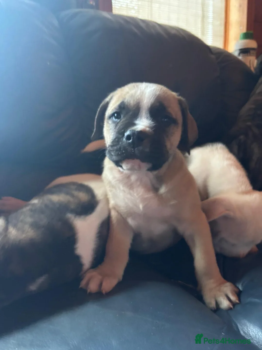 American Bulldog dogs for sale: American bulldog  - Advert 19