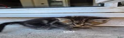 Mixed Breed cats for sale: GORGEOUS MIXED BREED KITTENS - Advert 10