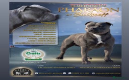 Staffordshire Bull Terrier dogs for sale: High Quality Blue & Black Staffy Puppies - Image 28