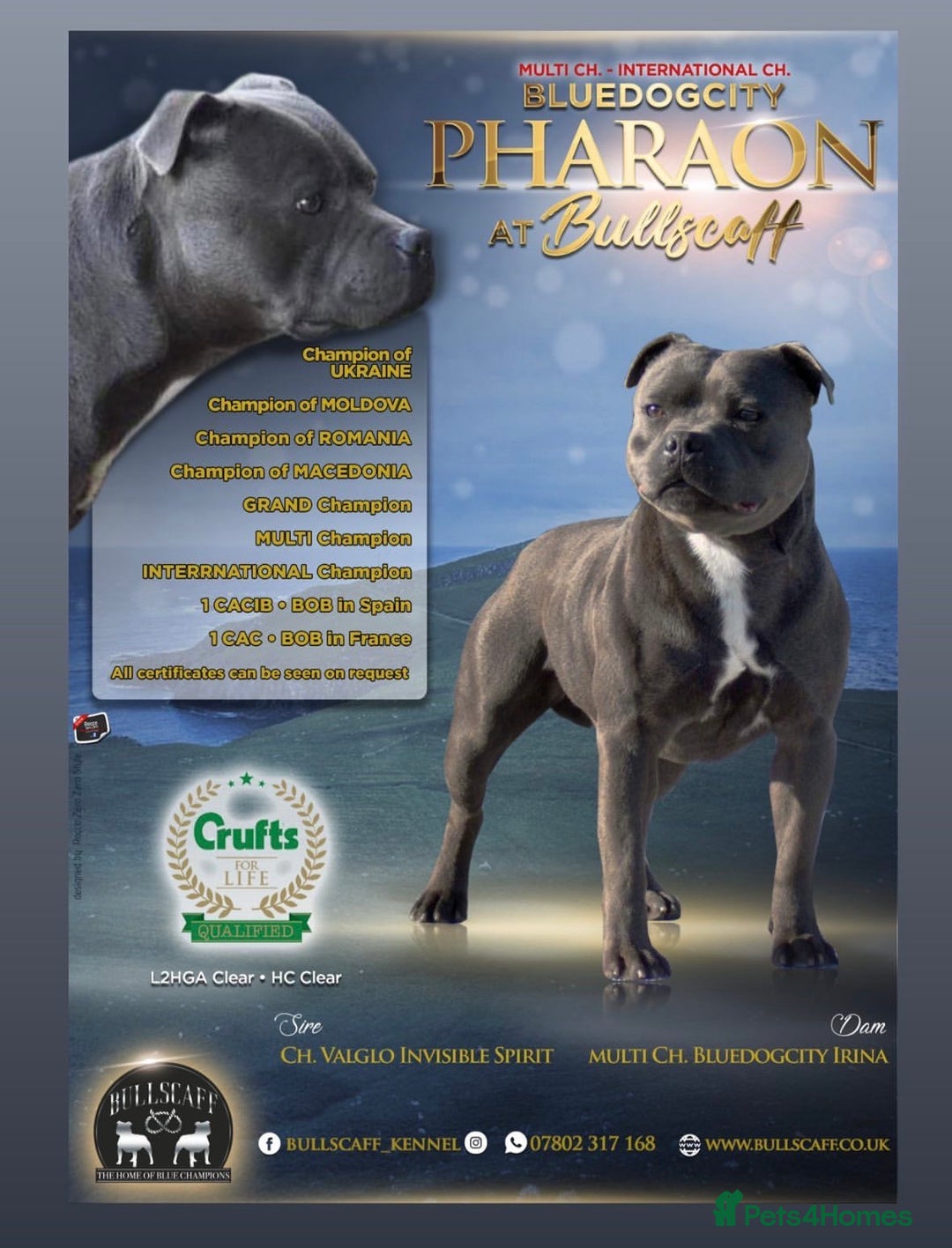 Staffordshire Bull Terrier dogs for sale: High Quality Blue & Black Staffy Puppies - Image 28