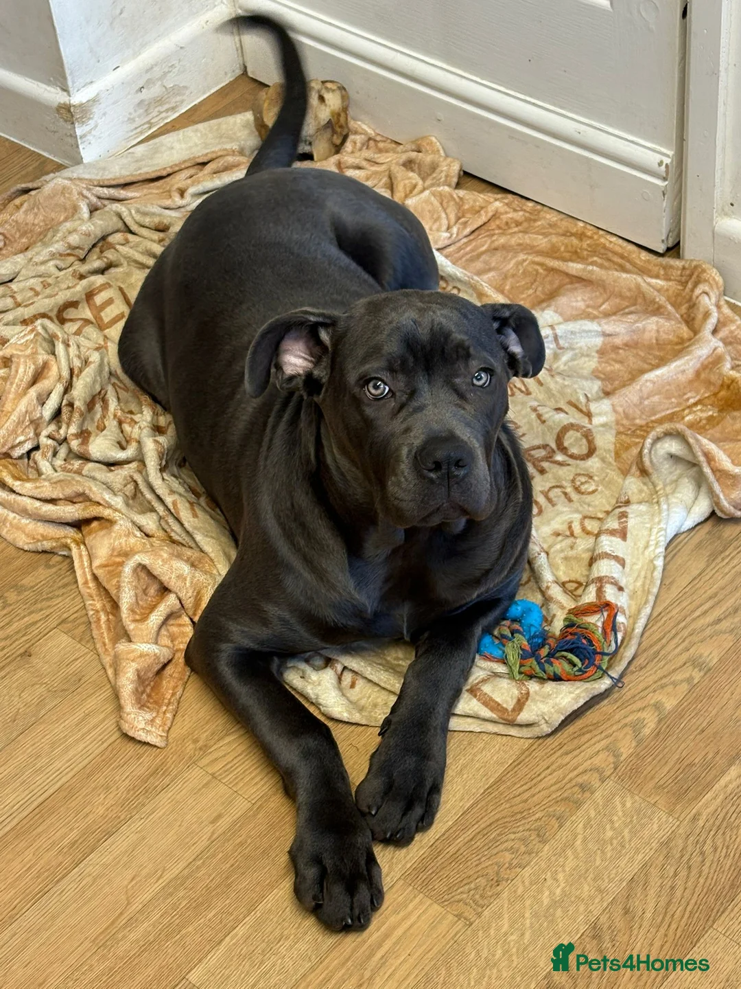 Cane Corso dogs for sale: Stunning cane corsi - Advert 5