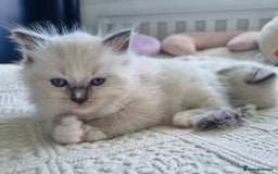 Ragdoll cats for sale: Ragdoll kittens  - Image 1