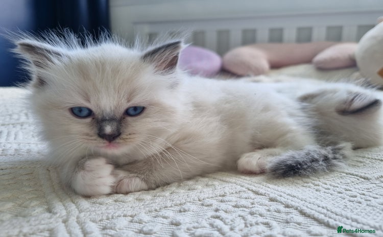 Ragdoll cats - Advert 1