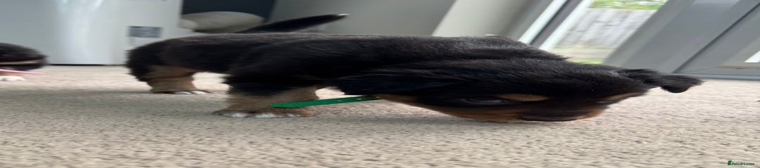 Gavin (Green Collar)