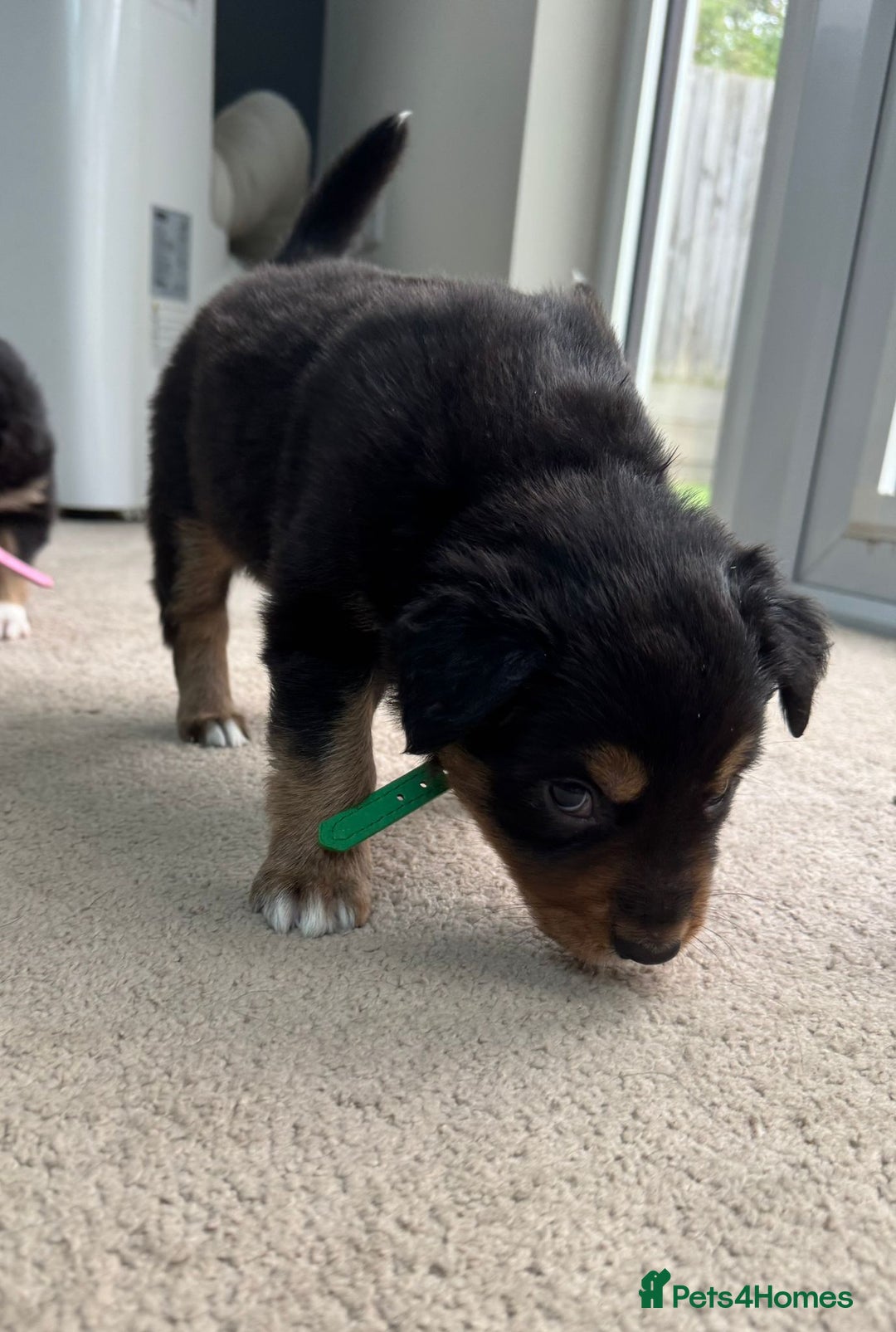 Welsh Collie dogs for sale: Welsh Collie (Tri Colour) Puppies for sale - Image 4