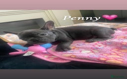 French Bulldog dogs for sale: French bulldog - Image 11