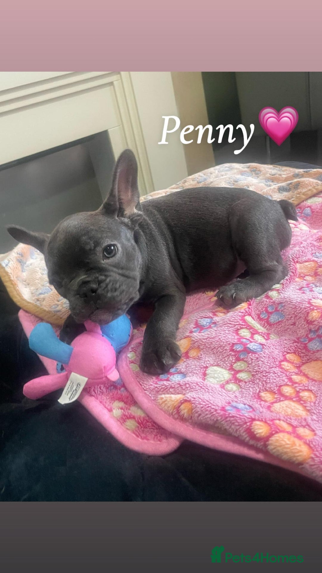 French Bulldog dogs for sale: French bulldog - Image 11