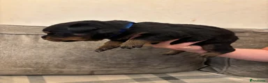 Rottweiler 6