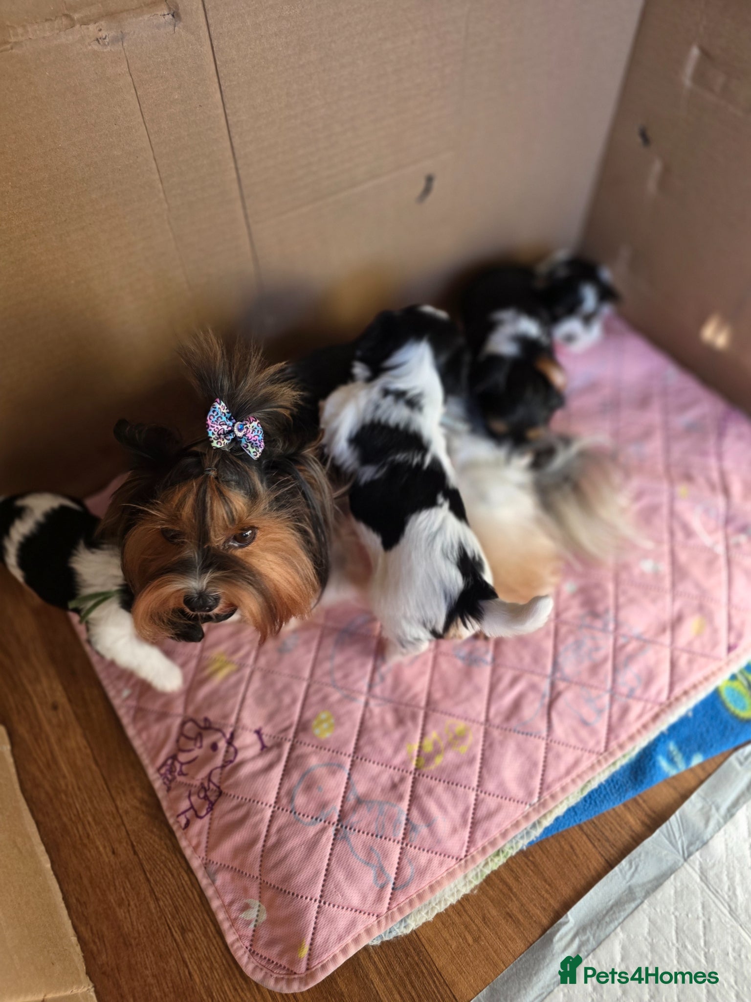 Yorkshire Terrier dogs Purebred 4 Generation Puppies - Advert 2