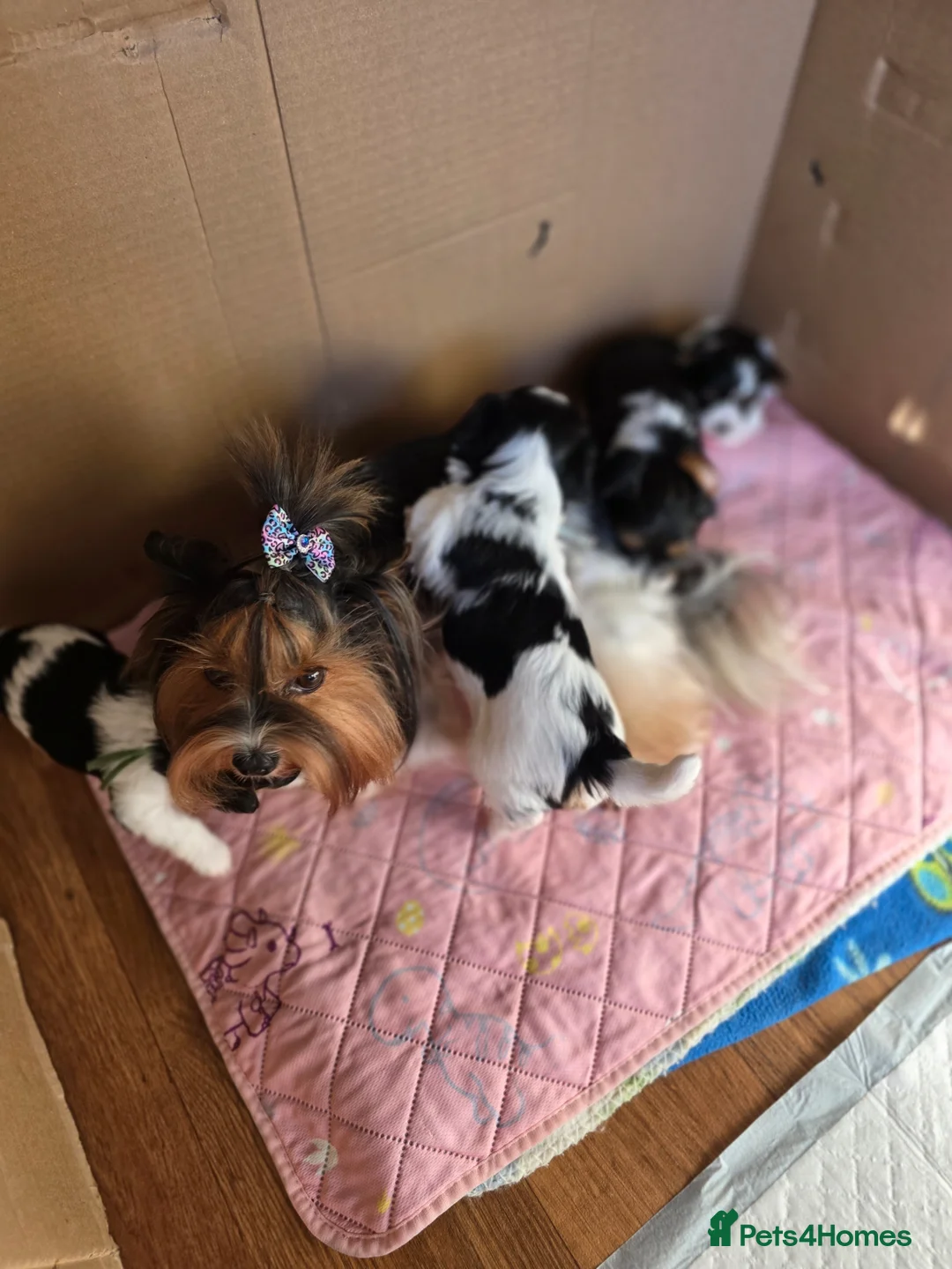 Yorkshire Terrier dogs for sale: Purebred 4 Generation Puppies - Advert 2