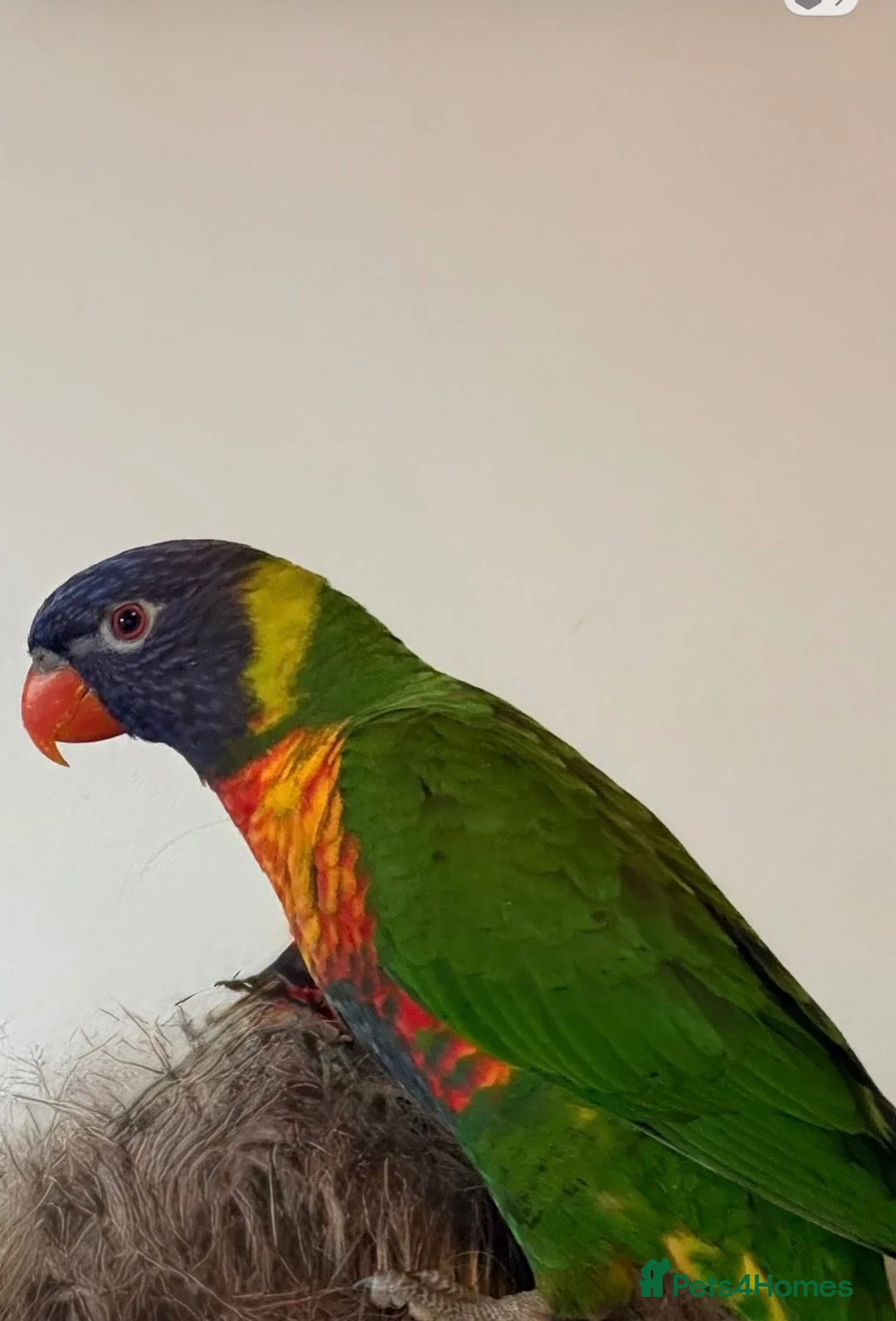 Lories birds for sale: FOR SALE - Advert 3