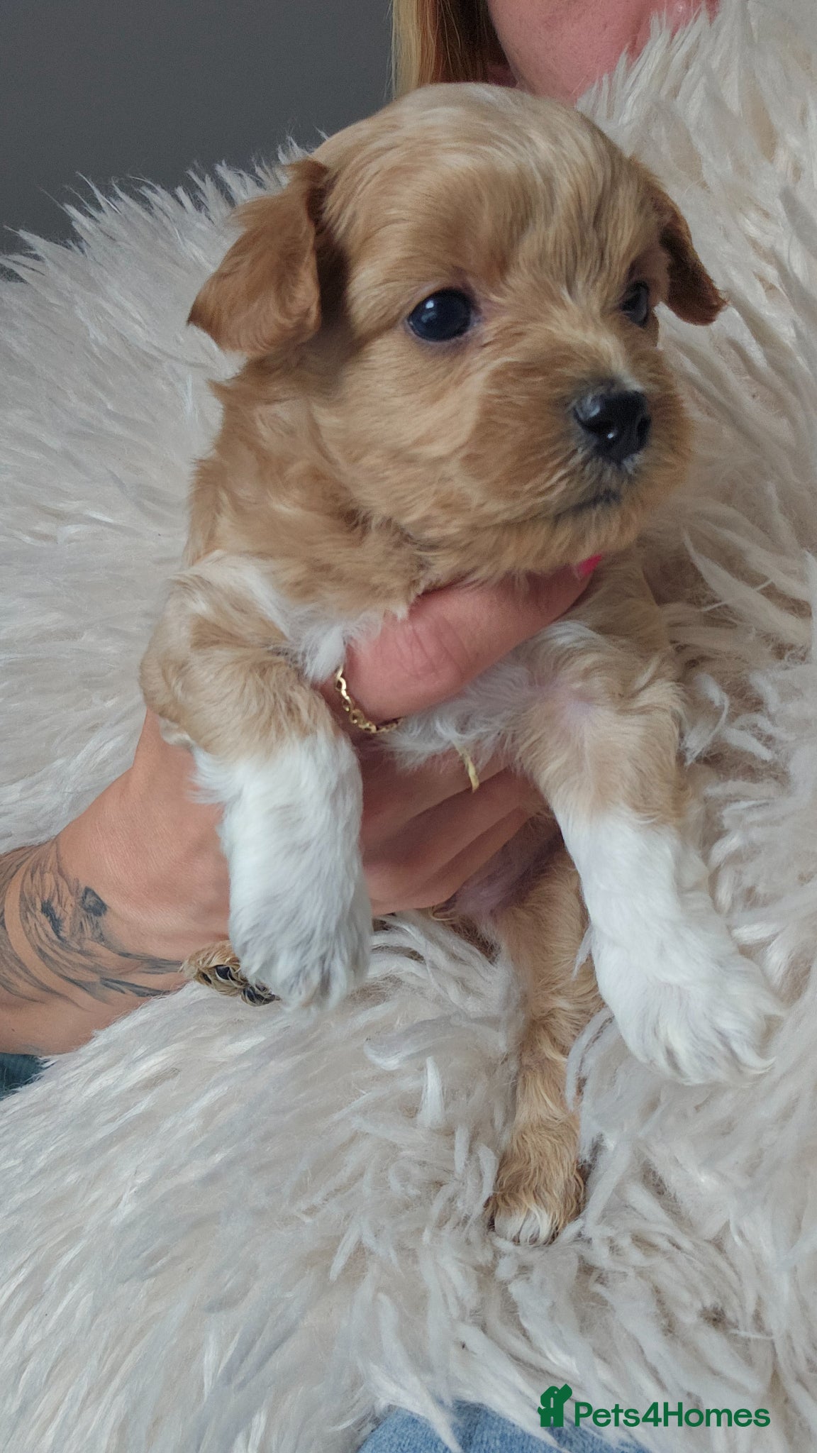 Maltipoo dogs for sale: Cute Small Maltipoos F1  - Advert 18