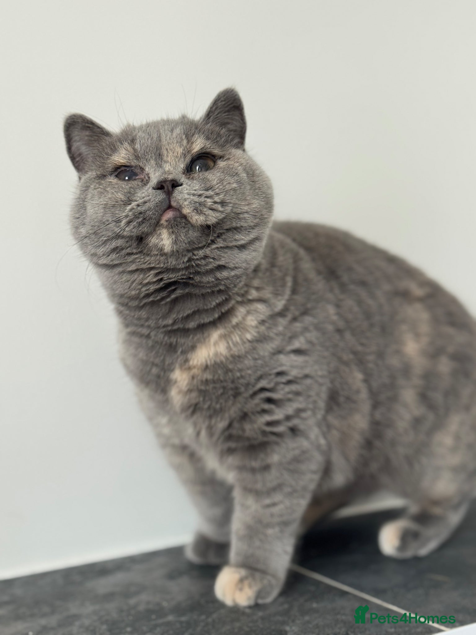British Shorthair cats Chunky blue tortie eldest kitten TICa reg  - Advert 16
