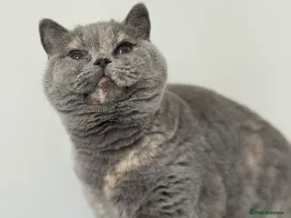 British Shorthair cats Chunky blue tortie eldest kitten TICa reg - Advert 16