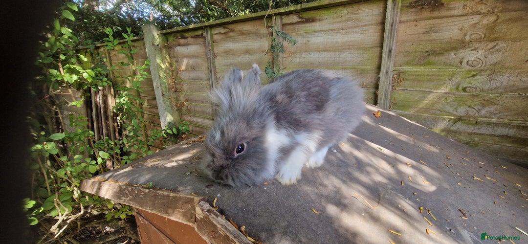 Lionhead rabbits for sale: Rabbit - Image 1