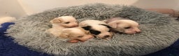 Chinese Crested dogs for sale: Chinese Crested puppies - Advert 21