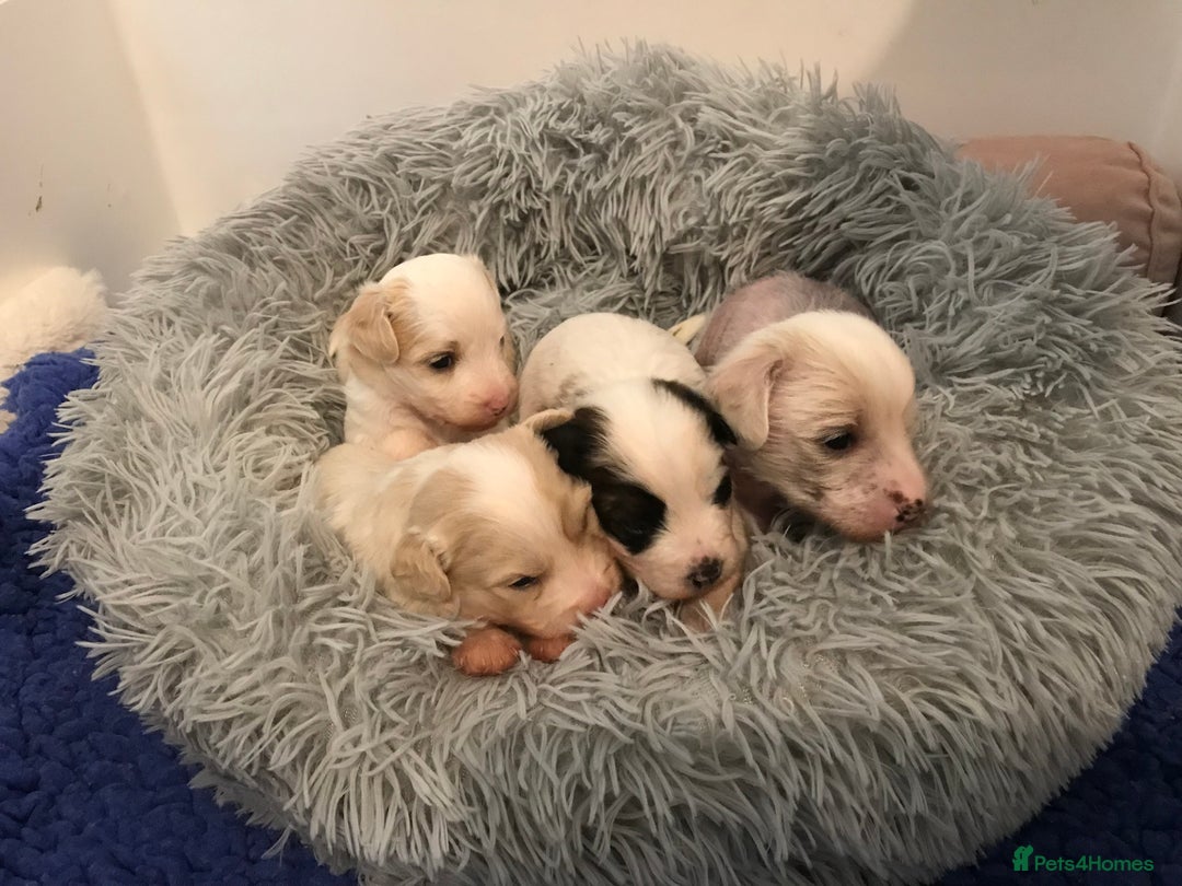 Chinese Crested dogs for sale: Chinese Crested puppies - Advert 21