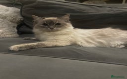 Ragdoll cats for sale: Beautiful 8 Month Old Ragdolls – Loving Homes Only - Image 5