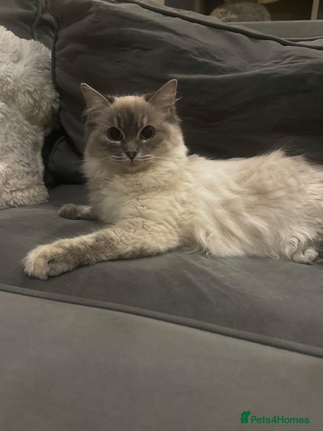 Ragdoll cats for sale: Beautiful 8 Month Old Ragdolls – Loving Homes Only - Image 5