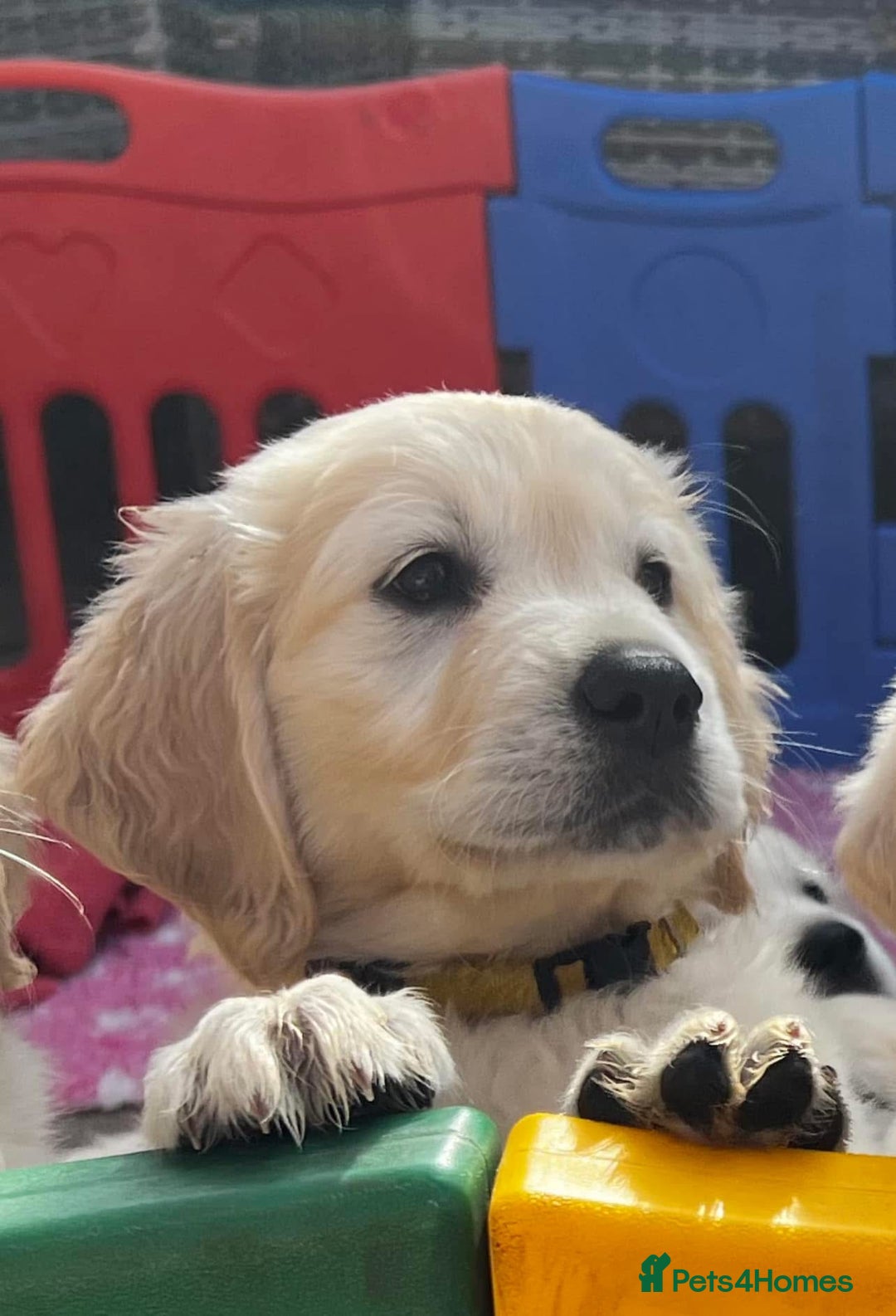 Goldador dogs for sale: Superb Goldador Puppies expected - Advert 15