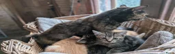 Mixed Breed cats for sale: Rare female ginger kitten - Advert 4