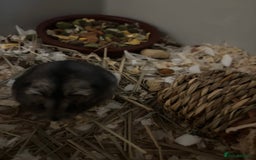 Hamster rodents for sale: Russian Dwarf Hamster (including cage,etc) - Image 4