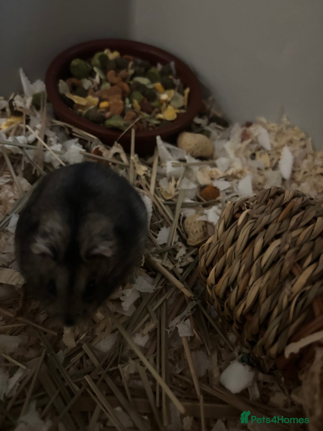 Hamster rodents for sale: Russian Dwarf Hamster (including cage,etc) - Image 4