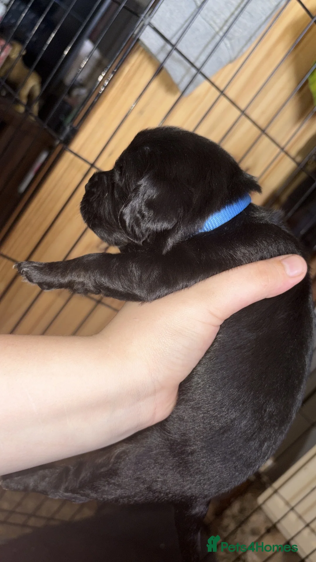 Mixed Breed dogs for sale: Seven sweet cavador puppies  - Advert 2