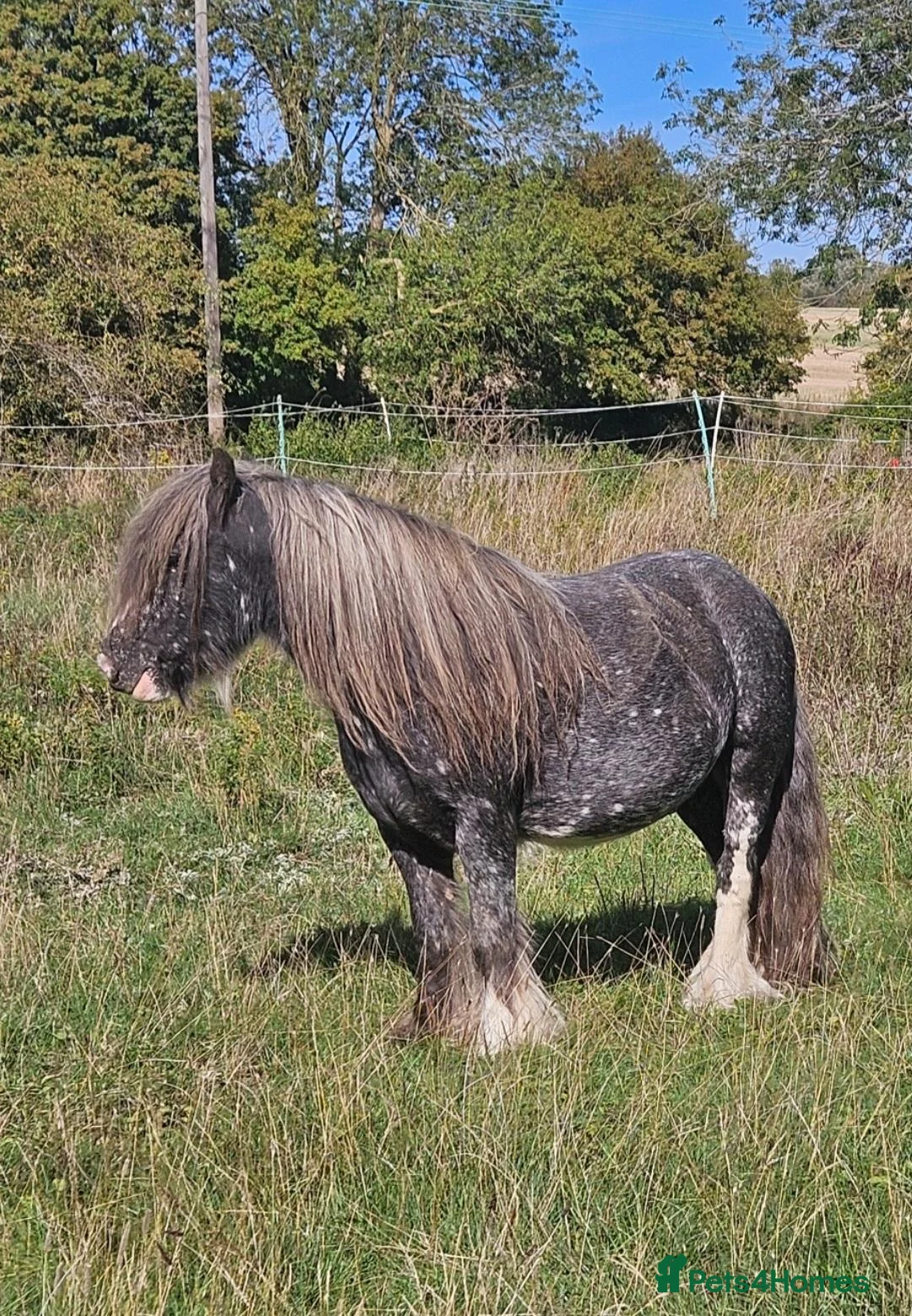 Irish Cob horses for sale: Spotted Cob Gelding - 11.2hh, Rising 5yrs - Advert 2